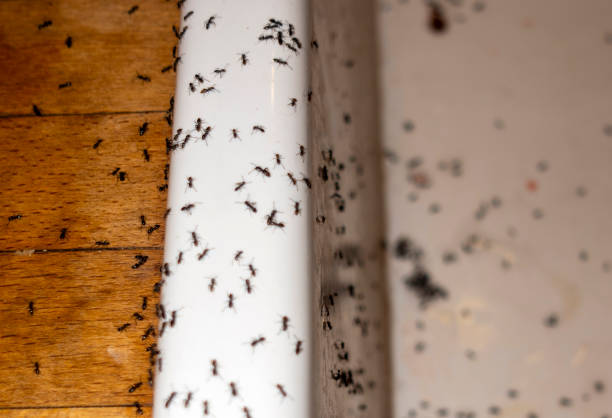 Best Best Pest Control Companies  in Burton, OH